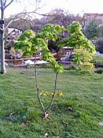 Acer palmatum cv Kinkakure (fam Aceracees) (Photo F. Mrugala) (1)